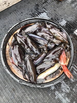 初ティップラン