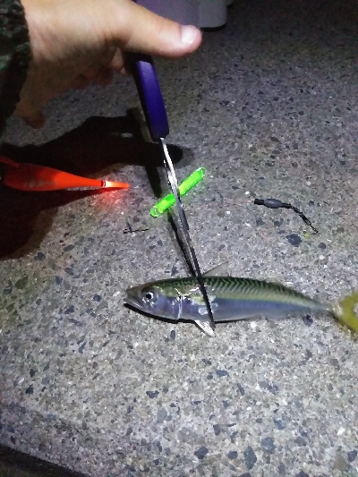 １ヶ月振りの釣果はサバゲー