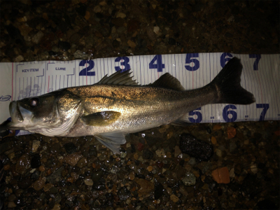 ワンチャンス！