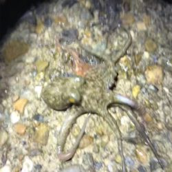 秋らしいエギング(^。^)