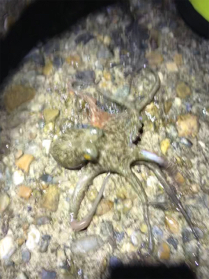 秋らしいエギング(^。^)