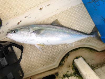 明石沖ジギング