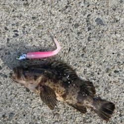 コスモスクエア釣果