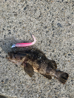 コスモスクエア釣果