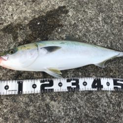 無念の水面バラシ