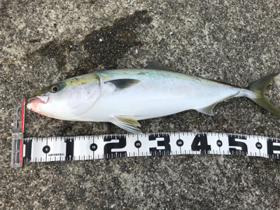 無念の水面バラシ