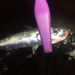 大阪湾奥アジング 改めてサバゲー