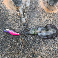 アオリイカを求めて⑫