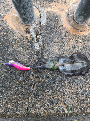 アオリイカを求めて⑫