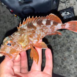 沖堤防五目釣り❗️