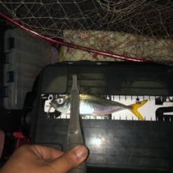 小アジが中アジになりつつある( ・∇・)