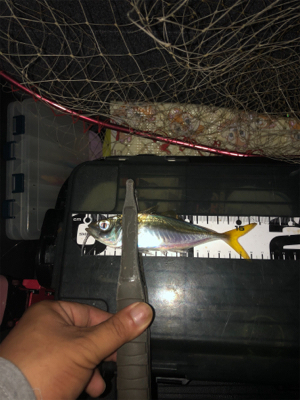 小アジが中アジになりつつある( ・∇・)