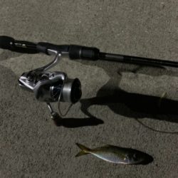 エギングのはずがアジング⑦