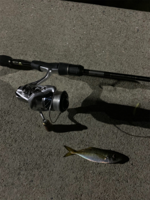 エギングのはずがアジング⑦