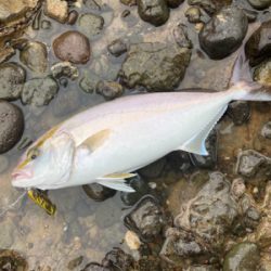 青物シーズン突入！！カンパチの子二匹！！