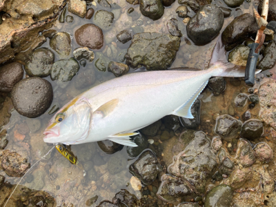 青物シーズン突入！！カンパチの子二匹！！