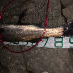 大物狙いで夜に1時間限定出動