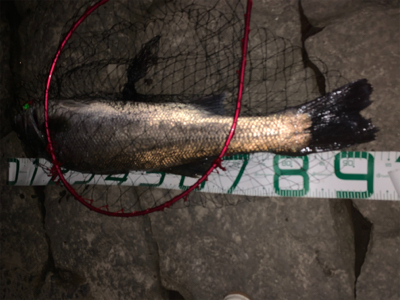 大物狙いで夜に1時間限定出動