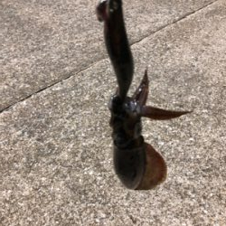 真夜中秋イカ！！！