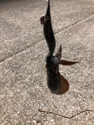 真夜中秋イカ！！！