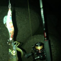 イカ釣れたけど…サイズがσ(^_^;)