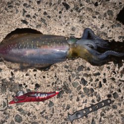 かなりサイズアップしてきた