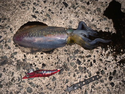 かなりサイズアップしてきた