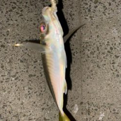 久しぶりの投稿