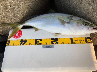 久しぶりにショアジギング