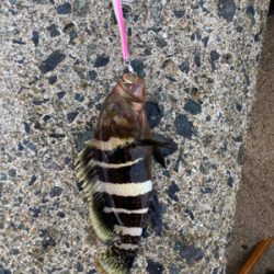 今年、初、、、