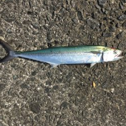 逃した魚はデカイ？！