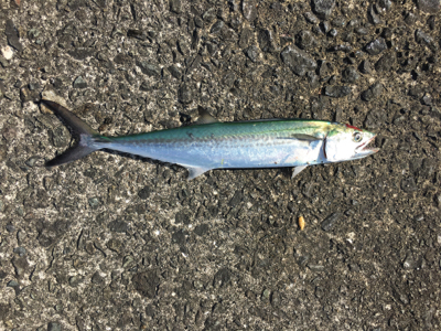 逃した魚はデカイ？！