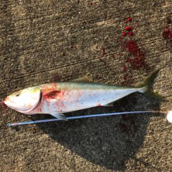 初めての和田防新波止