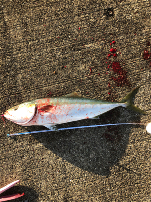 初めての和田防新波止