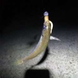 久しぶりのアジング