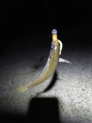 久しぶりのアジング