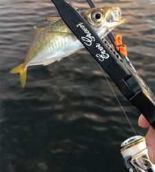 アジングナイト