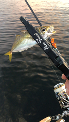 アジングナイト