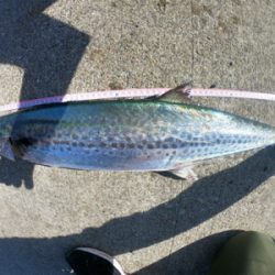 朝マズメ後の1本