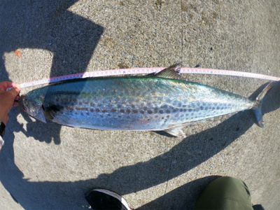 朝マズメ後の1本