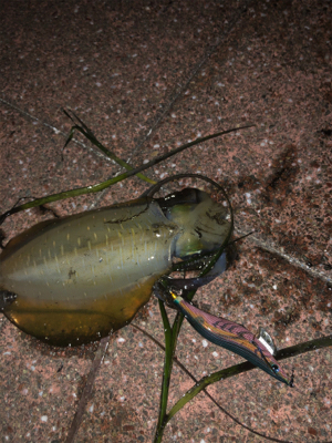 新子調査やっとマシなサイズ