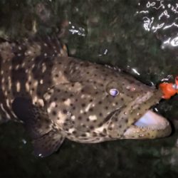 チニングの外道