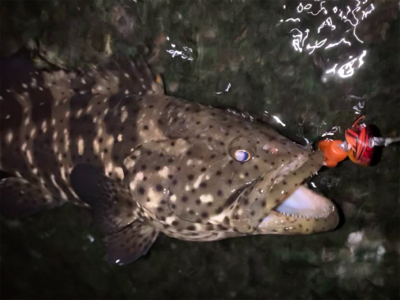 チニングの外道