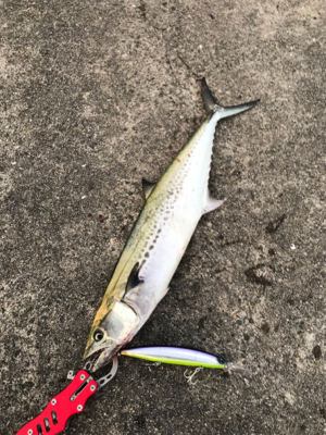 大潮祭を期待も…