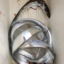 二兎追うものは他人に迷惑を掛けまくる