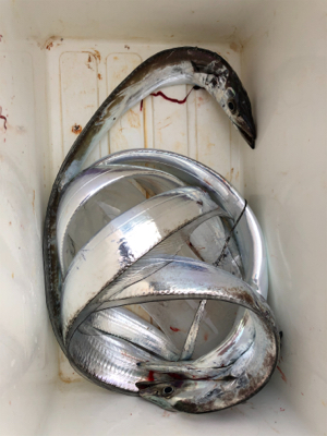 二兎追うものは他人に迷惑を掛けまくる