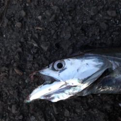 久々に回遊があった・・・らしいっす