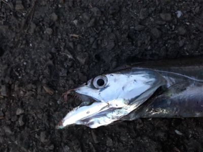 久々に回遊があった・・・らしいっす