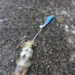 平日ランガンアオリイカ