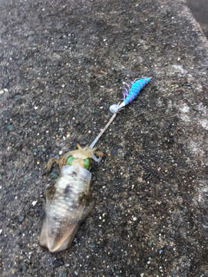 平日ランガンアオリイカ